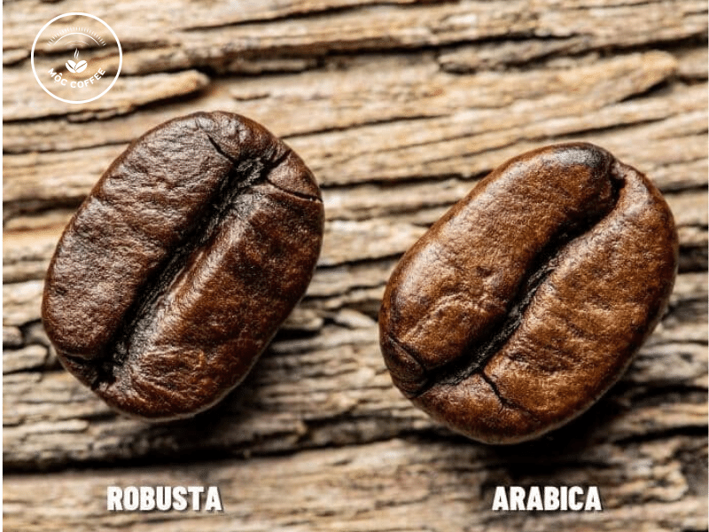 Hạt cà phê arabica và robusta khác nhau như thế nào?