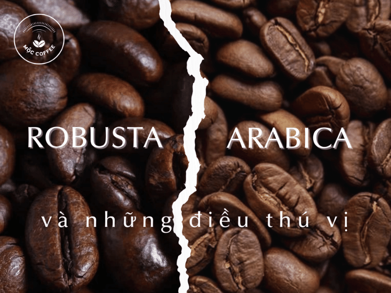 cách phân biệt hạt arabica và robusta